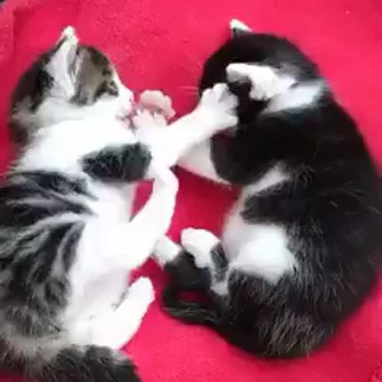 this is way too cute