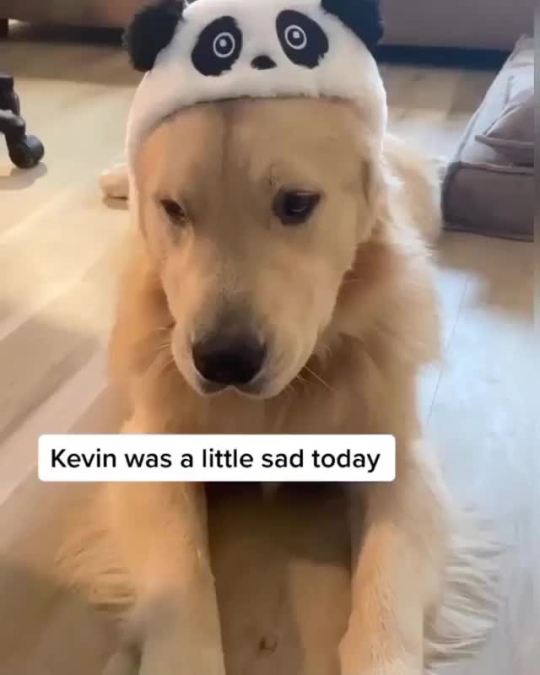 Kevinâs great adventure (via @agoldennamedkevin)