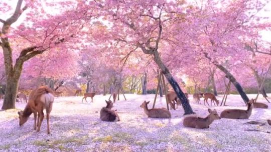 everythingfox:Deer and cherry blossoms in Nara park, Japan(via)