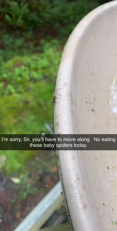 hellovagirl:Went to refill the bird bath…  will have to wait until tomorrow for all these babies to find their way to…  wherever. ❤️ 🕷  Araneus diadematus