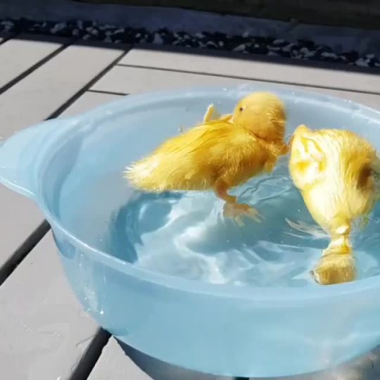 Swimming baby ducks 😍🐥💦 (via)