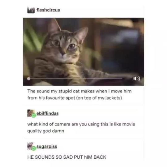 PUT THE CAT BACK via @fleshcircus