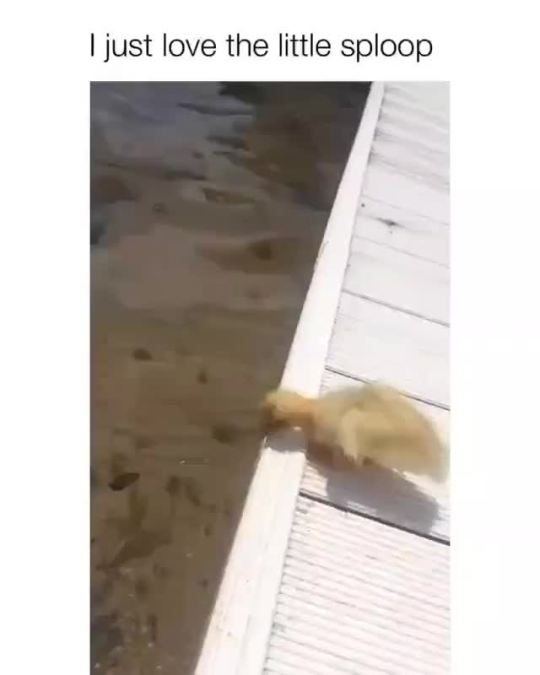 A little delicate sploosh 😍🐥 (via)