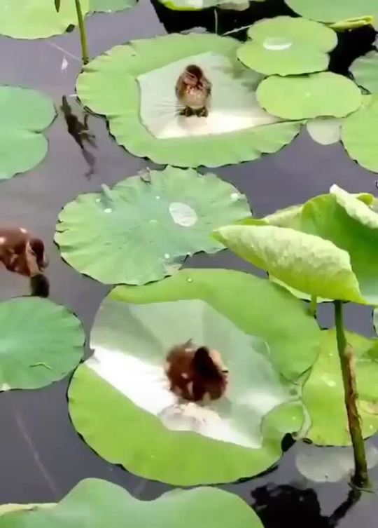 bears-official:everythingfox:Ducklings on some lily pads(via)THEY HAVE LITTLE BATHTUBS