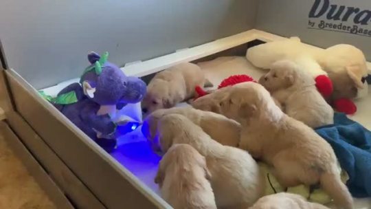 Here’s a dinosaur reading bedtime stories to a bunch of puppies. (via)
