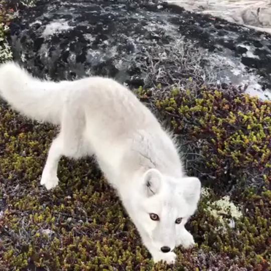 A young arctic fox approaches an awestruck photographer in Greenland (Source)