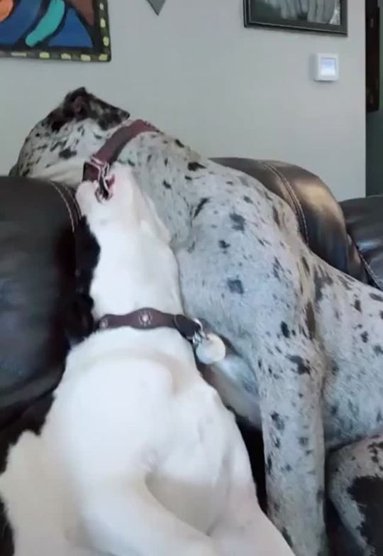 Oldest bro shows young blood how is done (via)