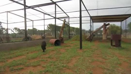 “Black panther has an adorable reaction when they see their favorite zookeeper“ (via)