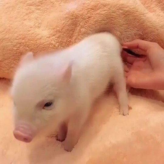 Relaxing piggy đ´đˇÂ (via)