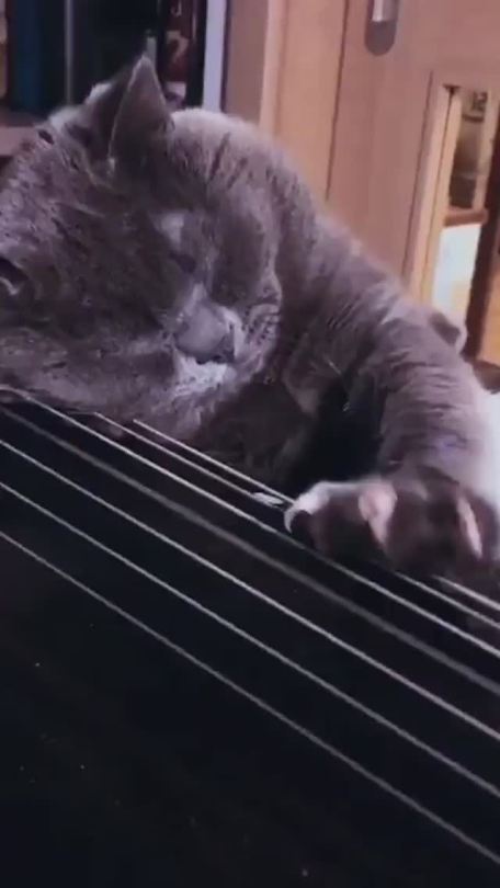 everythingfox:Cat playing the blues(via)