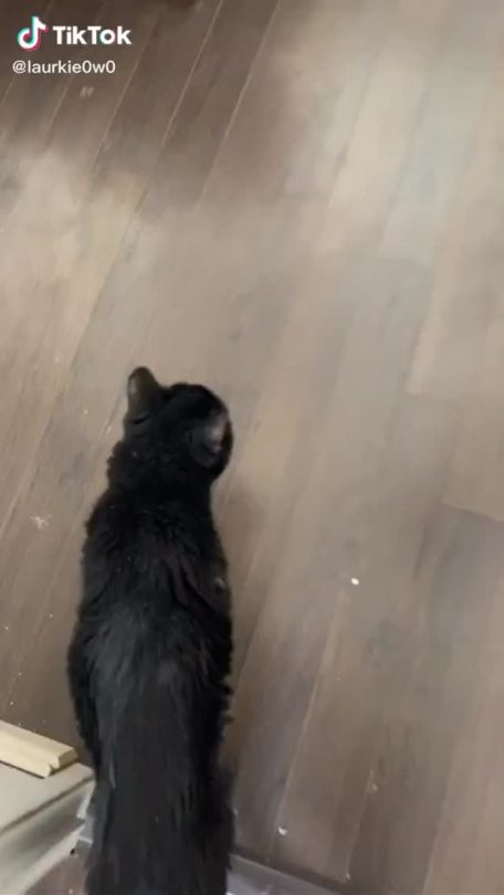 tikkety-tok:15 seconds of my cat being very old 