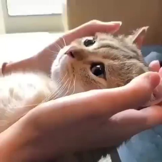Holding kitty as she makes biscuits (kneads) (via)