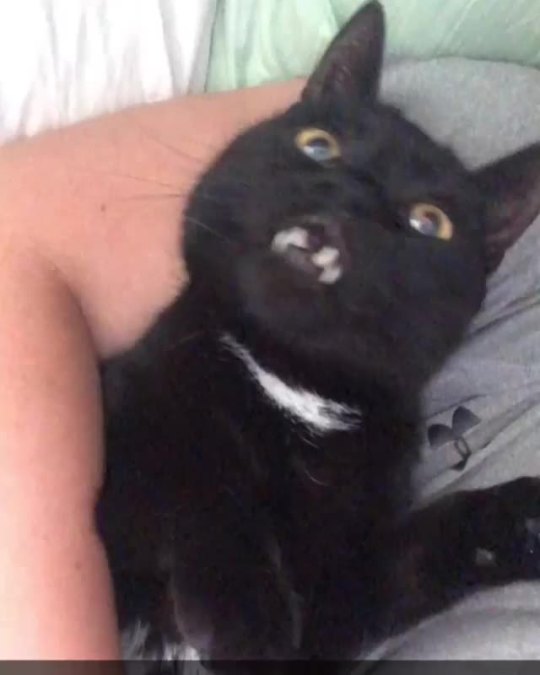 Maximum purr. (press play for incredible audio) (via vladimirvampurr)