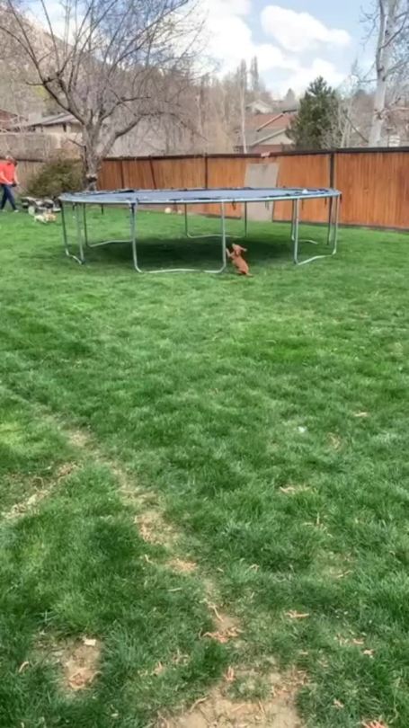 everythingfox:Bouncy boii(via)