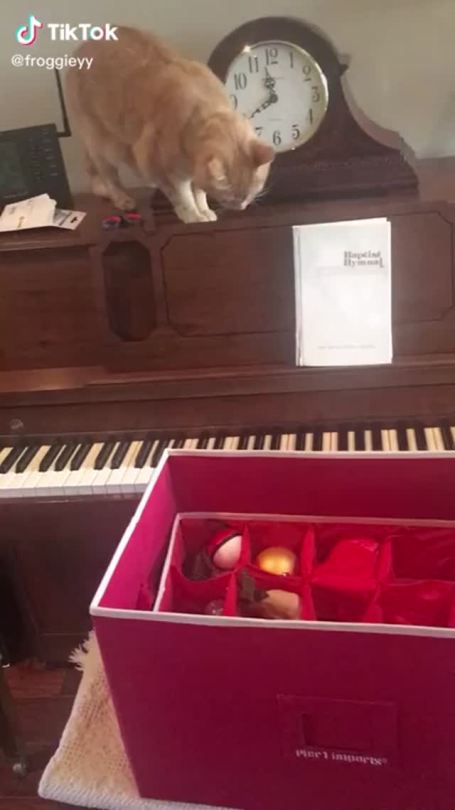 Cat tries to get off of a piano.
