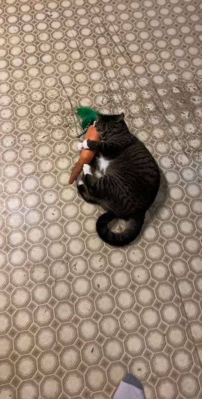 somecutething:We got him high on catnip and gave him a crinkle carrot! 😂😂(via