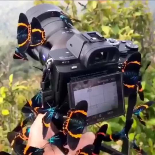 Photographing in the forest (via)