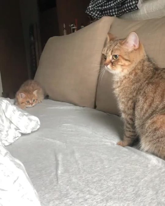 “Mama, look how big and tough I am!” (via chippie_gummy)