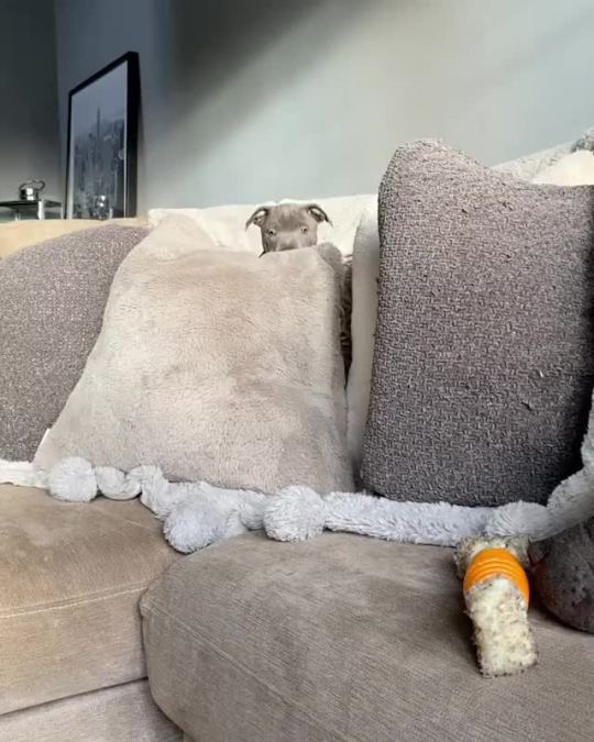 Coming through. (via harry_the_blue_staffy)