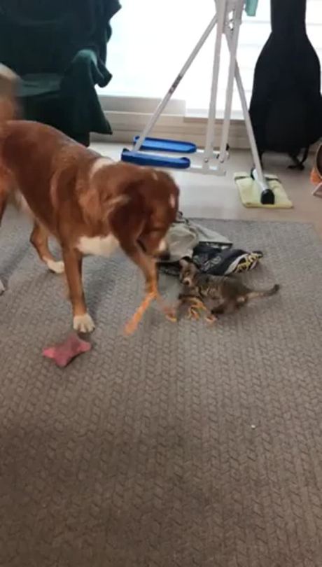 Dog playing with kitten. (via rogerlion)